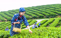 重庆荣昌:春茶采摘正当时