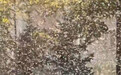 东北多地迎来“小咬季”,小飞虫聚团像雪花一样遮蔽视线