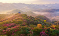 诗意中国丨几日春风又春雨 杜鹃依旧映山红