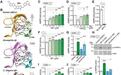 科学家研究发现激活细胞中的一种酶可延长多种生物寿命,部分幅度超25%