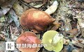 福建永安发现菌类新物种及多个新记录种