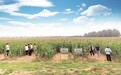 旱地也能稳增产?农技人田间“取经”,感受包头农田里的科技力量