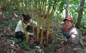 富宁:万亩草果香 林下生“金”路
