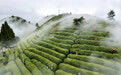 春山新茶出,“绿芽”变“金芽”
