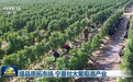 提品质拓市场 宁夏壮大葡萄酒产业