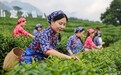 地标中国行|庐山云雾茶:千年贡茶的“破圈”密码