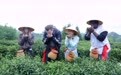 一杯清茗连中外:中国茶香架起中外文明互鉴之桥