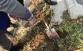 废弃厂房里种出3.4公斤大麻,170包毒品被跨省埋进公园与荒地
