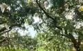 石榴迎销售旺季 海关推广属地查检“1+N”模式护航特色鲜果抢鲜出海
