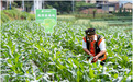 穿“宇航服”下高原:云南水果玉米18小时抵粤