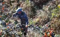 柿柿如意“丰”景美 小鲜柿玩转“72变”撑起农户“钱袋子”