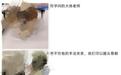 红星快评|摆拍大体老师遗骨,不止践踏逝者尊严