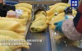 视频丨进博好物抢先看 钱凯港航线架起南美鲜果快速通道