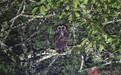 “暗夜精灵”褐林鸮首现凤庆 澜沧江畔再添生态新纪录