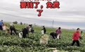 洛阳偃师一乡村数亩菠菜和香菜免费采摘,当地:因连续降雨致蔬菜长老滞销,后续将种植冬小麦