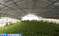 秋收好光景!蔬菜、黍子、南果梨喜获丰收