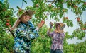 活力中国调研行|综合产值破百亿!来看看湖北枣阳的“桃”金之旅