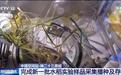 太空水稻再繁育!神二十三乘组完成新一批样品采集播种