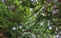 松山市政公園一古樟樹將設支撐棚架加護保安全