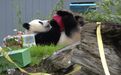熊猫情缘:中美民间交流的温暖纽带