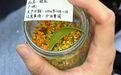 朋友八百里加急寄来的桂花,上书“注意事项:今日要闻”
