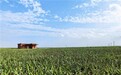 平安银行广州分行落地全行首笔“农险+信贷”业务:湛江菠萝种植户凭保单获贷85万元
