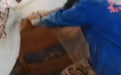 每天捕蛇十七八个小时!广西横州捕蛇者:抓了两千多斤