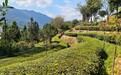 地标中国行|福建宁德:天山之上,千年贡茶醒了