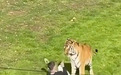 一男子进入英国一野生动物园老虎区后,遭袭身亡