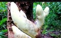 全释硬科技丨半米高 重2公斤!云南发现霸王滇菌
