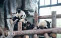 大熊猫龙凤胎将在春节期间与游客见面,刚来沪的“小姨”正在适应阶段