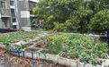 5吨杂物“搬家”,头顶隐患清零,青山区白玉山街道焕新社区“天际线”