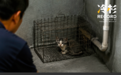 致命“开盒”:卧底虐猫群的代价