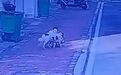 湖南一恶犬袭击多人:92岁老人被咬伤面部,男童鼻子被咬