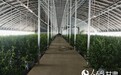 行进中国丨老果园结出致富蓝莓果