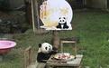 视频|大熊猫“手抓月饼”萌翻了 重庆动物园“毛孩子”花式过中秋