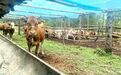 (吉遇安图)科技攻坚激活黄牛产业 安图县万宝镇探索牛黄种养融合富民路