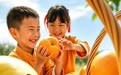 今天是第九个“中国农民丰收节”,走进京郊大地寻找丰收的答案