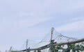 福建沿海果农:台风来临前抢收两三百斤葡萄,只卖出去一百来块