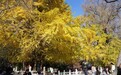 金杏映古刹 京西迎客来