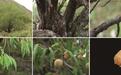 玉树首次发现国家二级保护植物光核桃 填补了其在青海的分布空白