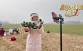 数读中国开局新活力|日均销售近5万斤 “趴地菠菜”激活县域经济新引擎