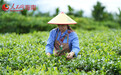 行进中国|一甲子茶香:老字号的守正与突围