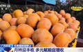 视频丨一份月柿两份收入 多元赋能促增收