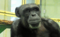 49岁“天才黑猩猩”去世,它能认字识数,能找钥匙开锁