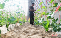 【经济观察】科技赋能提质增效 玉门蜜瓜产业迈向高端化