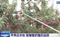 视频丨从“靠天吃饭”到“靠数据种树” 花牛苹果迎丰收