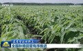 【在希望的田野上】全国秋粮田管有序推进
