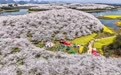 贵州:樱花似海 春满大地