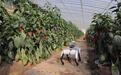 新华视点|数智赋能山东融合发展新图景